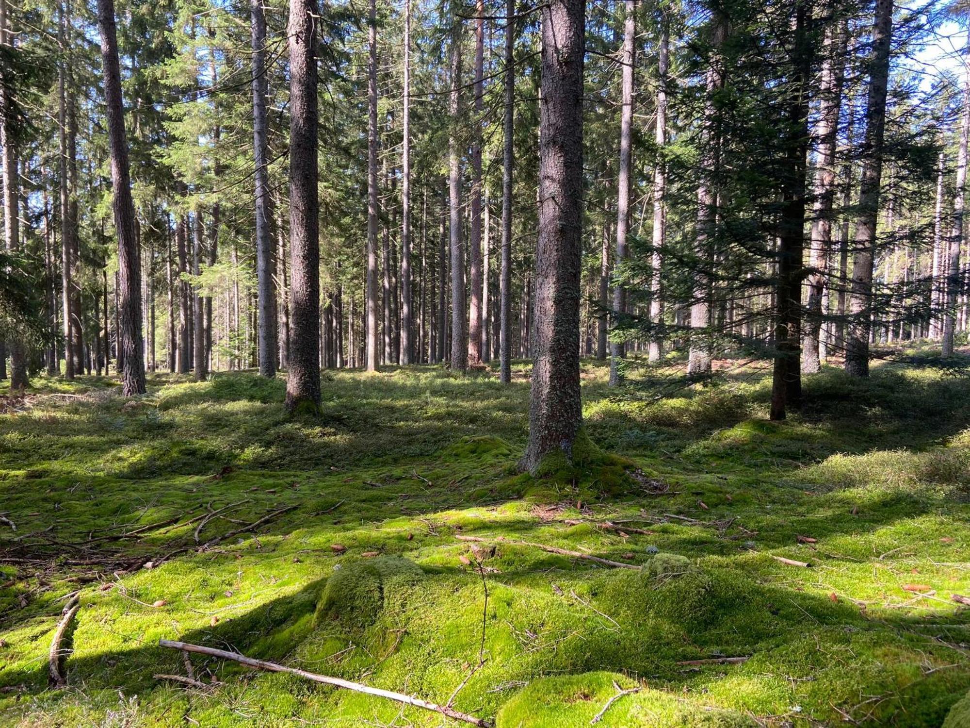 Landgasthof Brandtner Wirt Langdorf  Екстериор снимка